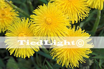 paardenbloem